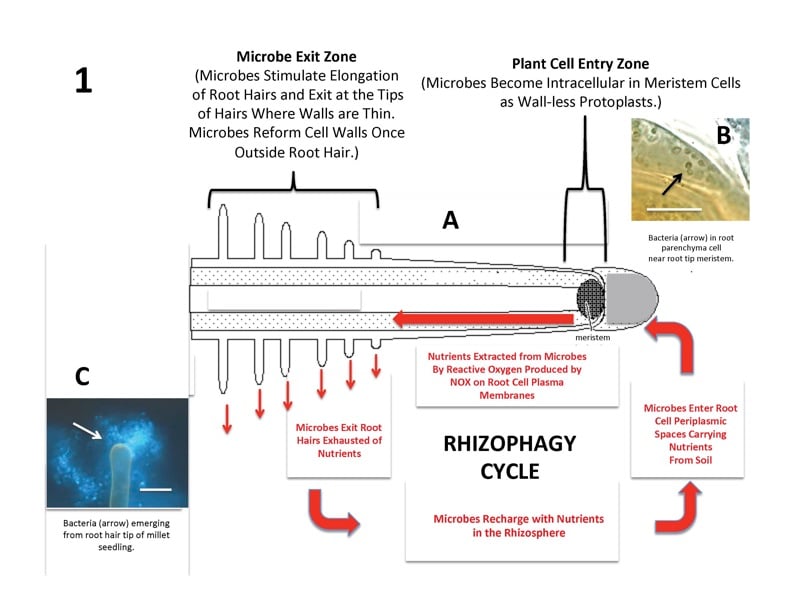 Rhizophagy Cycle